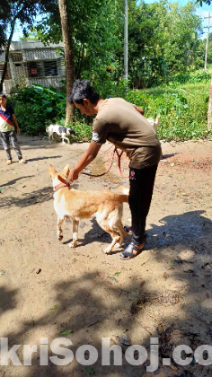 Gsd cross golden retriever